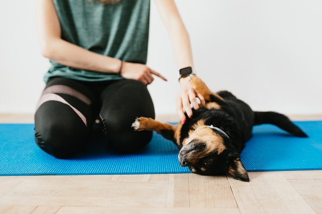 Person training a small, black and brown dog on a yoga mat.